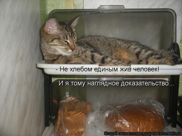 Котоматрица: - Не хлебом единым жив человек! И я тому наглядное доказательство...