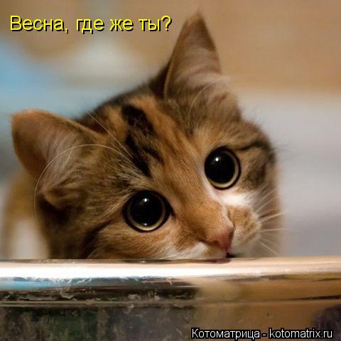 Котоматрица: Весна, где же ты?