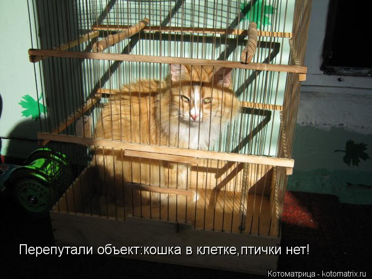 Котоматрица: Перепутали объект:кошка в клетке,птички нет!