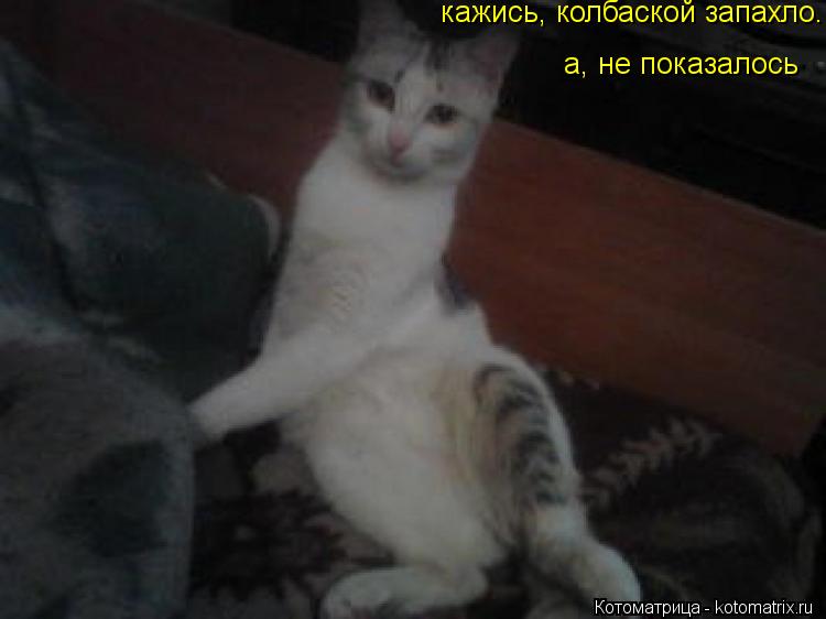 кажись, колбаской запахло. а, не показалось... Котоматрица: кажись, колбаской запахло. а, не показалось