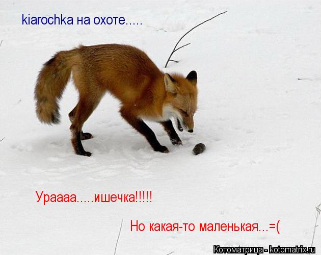 Но какая-то маленькая...=( Ураааа.....ишечка!!!!! kiarochka на охоте........ Котоматрица: Но какая-то маленькая...=( Ураааа.....ишечка!!!!! kiarochka на охоте.....