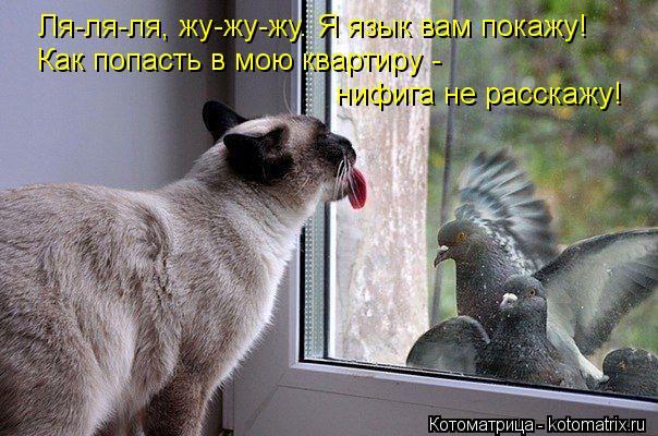 Ля-ля-ля, жу-жу-жу. Я язык вам покажу! Как попасть в мою квартиру - нифига не расскажу!... Котоматрица: Ля-ля-ля, жу-жу-жу. Я язык вам покажу! Как попасть в мою квартиру - нифига не расскажу!