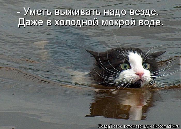 Даже в холодной мокрой воде. - Уметь выживать надо везде.... Котоматрица: Даже в холодной мокрой воде. - Уметь выживать надо везде.
