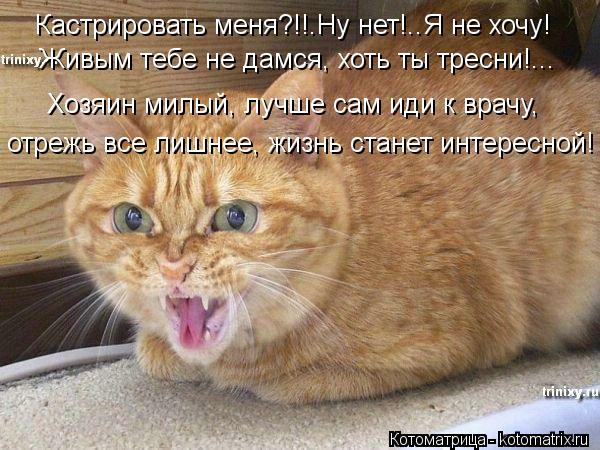 Котоматрица: Кастрировать меня?!!.Ну нет!..Я не хочу! Живым тебе не дамся, хоть ты тресни!... Хозяин милый, лучше сам иди к врачу, отрежь все лишнее, жизнь стан