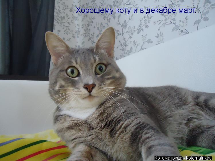 Котоматрица: Хорошему коту и в декабре март.