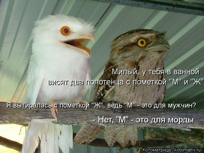Котоматрица: Милый, у тебя в ванной  висят два полотенца с пометкой "М" и "Ж".  Я вытиралась с пометкой "Ж", ведь "М" - это для мужчин?  - Нет, "М" - это для морды