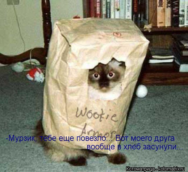 Котоматрица: -Мурзик, тебе еще повезло... Вот моего друга вообще в хлеб засунули...