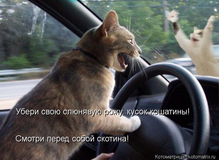 Котоматрица: Убери свою слюнявую рожу, кусок кошатины! Смотри перед собой скотина!