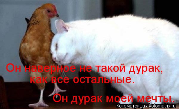 Котоматрица: Он наверное не такой дурак,  как все остальные. Он дурак моей мечты.