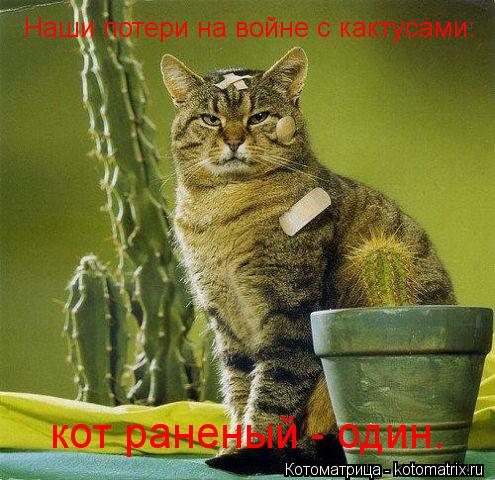 Наши потери на войне с кактусами: кот раненый - один.... Котоматрица: Наши потери на войне с кактусами: кот раненый - один.