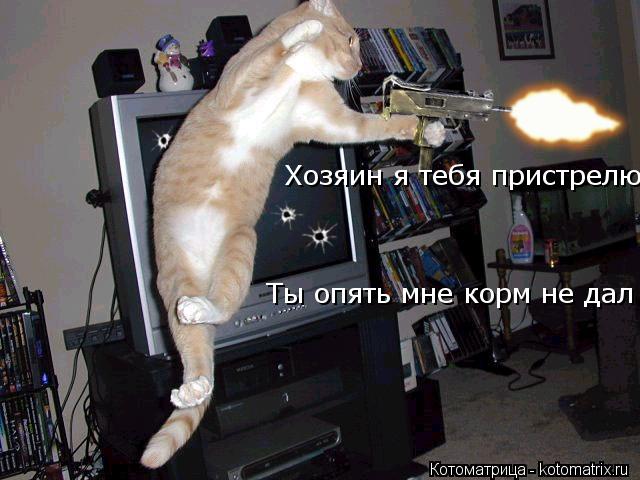 Котоматрица: Хозяин я тебя пристрелю Ты опять мне корм не дал