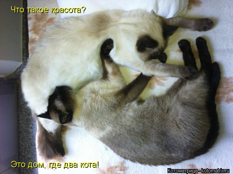 Что такое красота? Это дом, где два кота!... Котоматрица: Что такое красота? Это дом, где два кота!