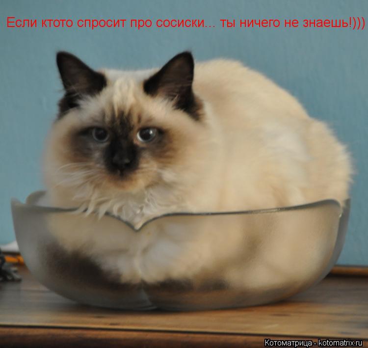 Если ктото спросит про сосиски... ты ничего не знаешь!)))... Котоматрица: Если ктото спросит про сосиски... ты ничего не знаешь!)))