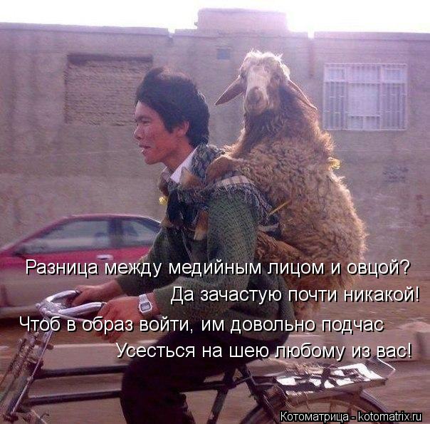 Разница между медийным лицом и овцой? Да зачастую почти никакой! Чтоб в образ войти, им довольно подч... Котоматрица: Разница между медийным лицом и овцой? Да зачастую почти никакой! Чтоб в образ войти, им довольно подчас Усесться на шею любому из вас!