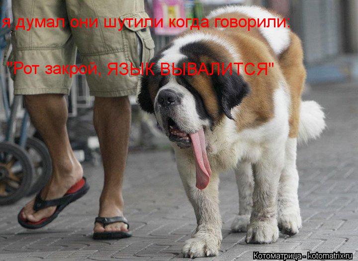 Котоматрица: я думал они шутили когда говорили: "Рот закрой, ЯЗЫК ВЫВАЛИТСЯ"