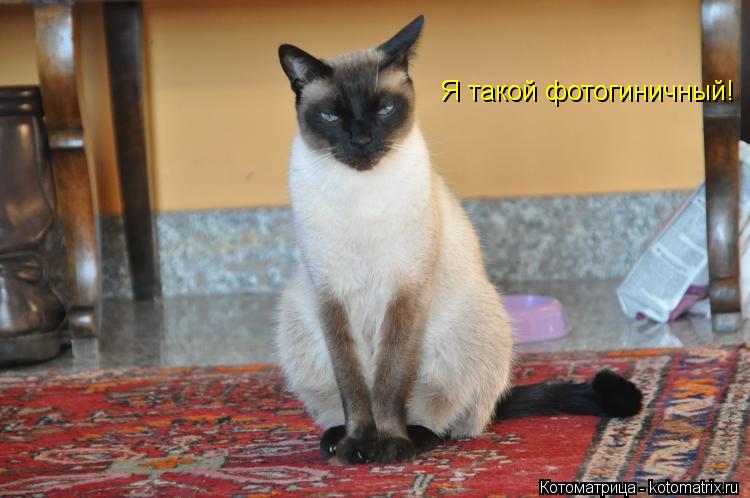 Я такой фотогиничный!... Котоматрица: Я такой фотогиничный!