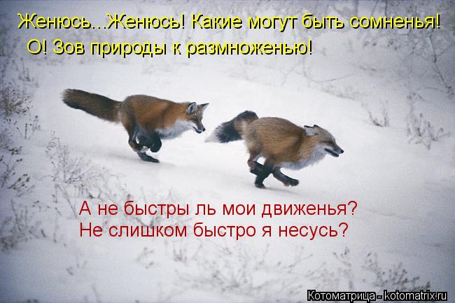 Женюсь...Женюсь! Какие могут быть сомненья! О! Зов природы к размноженью! А не быстры ль мои движенья... Котоматрица: Женюсь...Женюсь! Какие могут быть сомненья! О! Зов природы к размноженью! А не быстры ль мои движенья? Не слишком быстро я несусь?