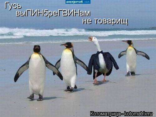 Гусь выПИНбреГВИНам не товарищ... Котоматрица: Гусь выПИНбреГВИНам не товарищ