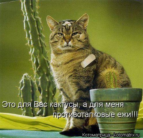 Это для Вас кактусы, а для меня противотапковые ежи!!!... Котоматрица: Это для Вас кактусы, а для меня противотапковые ежи!!!