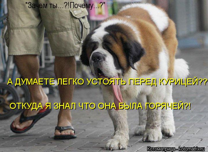 "Зачем ты...?!Почему...?" А ДУМАЕТЕ ЛЕГКО УСТОЯТЬ ПЕРЕД КУРИЦЕЙ??? ОТКУДА Я ЗНАЛ ЧТО ОНА БЫЛА ГОРЯЧЕЙ... Котоматрица: "Зачем ты...?!Почему...?" А ДУМАЕТЕ ЛЕГКО УСТОЯТЬ ПЕРЕД КУРИЦЕЙ??? ОТКУДА Я ЗНАЛ ЧТО ОНА БЫЛА ГОРЯЧЕЙ?!
