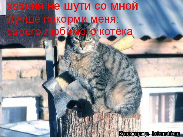 хозяин не шути со мной лучше покорми меня: своего любимого котёка... Котоматрица: хозяин не шути со мной лучше покорми меня: своего любимого котёка