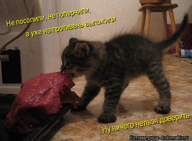 Котоматрица: а уже на противень выложили Ну ничего нельзя доверить... Не посолили, не поперчили,