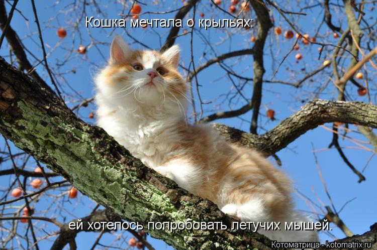 Кошка мечтала о крыльях: ей хотелось попробовать летучих мышей.... Котоматрица: Кошка мечтала о крыльях: ей хотелось попробовать летучих мышей.