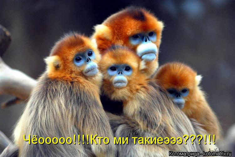 Чёооооо!!!!Кто ми такиеэээ???!!!... Котоматрица: Чёооооо!!!!Кто ми такиеэээ???!!!