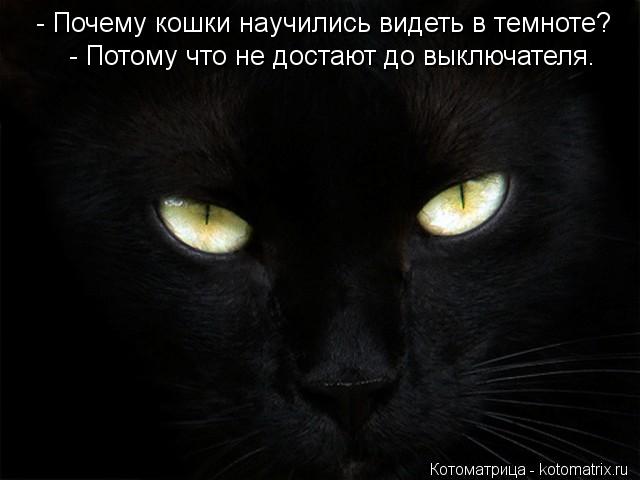 - Почему кошки научились видеть в темноте? - Потому что не достают до выключателя.... Котоматрица: - Почему кошки научились видеть в темноте? - Потому что не достают до выключателя.