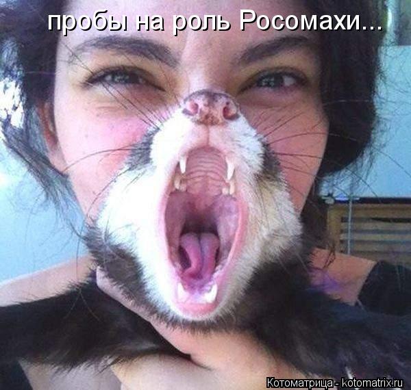 пробы на роль Росомахи...... Котоматрица: пробы на роль Росомахи...