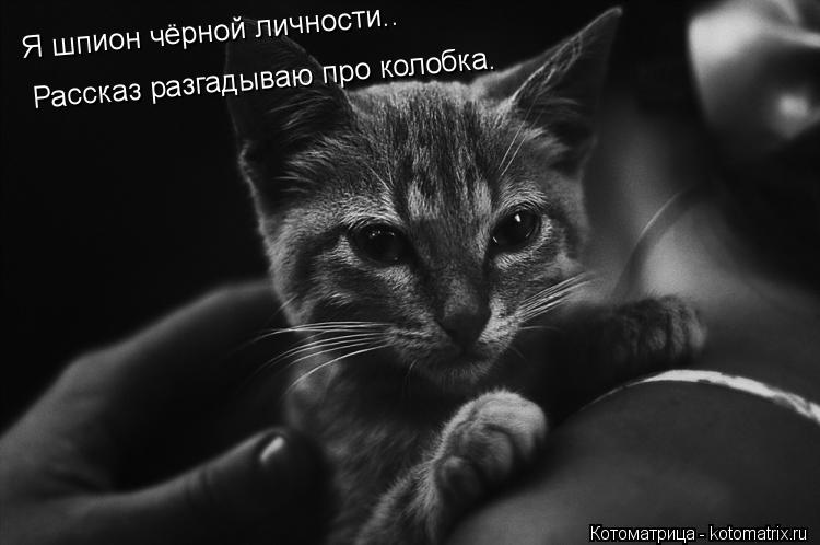 Я шпион чёрной личности.. Рассказ разгадываю про колобка.... Котоматрица: Я шпион чёрной личности.. Рассказ разгадываю про колобка.