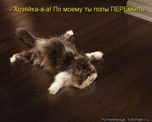 - Хозяйка-а-а! По моему ты полы ПЕРЕмыла.... Котоматрица: - Хозяйка-а-а! По моему ты полы ПЕРЕмыла.