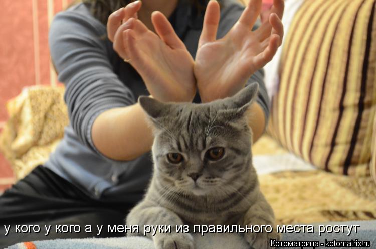у кого у кого а у меня руки из правильного места ростут... Котоматрица: у кого у кого а у меня руки из правильного места ростут