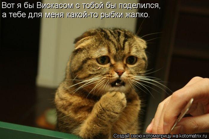 Вот я бы Вискасом с тобой бы поделился, а тебе для меня какой-то рыбки жалко.... Котоматрица: Вот я бы Вискасом с тобой бы поделился, а тебе для меня какой-то рыбки жалко.