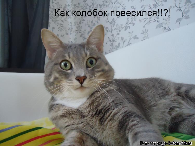 Как колобок повесился!!?!... Котоматрица: Как колобок повесился!!?!