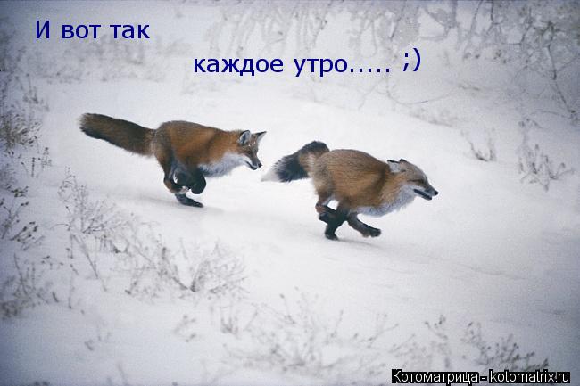 И вот так каждое утро..... ;)... Котоматрица: И вот так каждое утро..... ;)