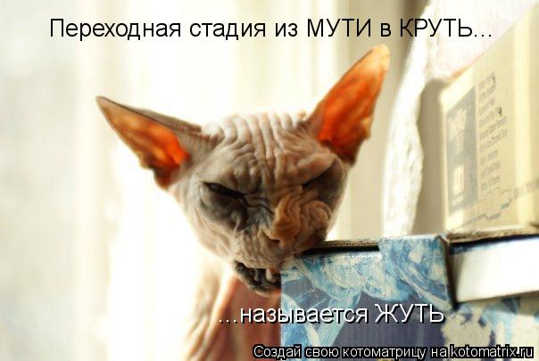 Переходная стадия из МУТИ в КРУТЬ... ...называется ЖУТЬ... Котоматрица: Переходная стадия из МУТИ в КРУТЬ... ...называется ЖУТЬ