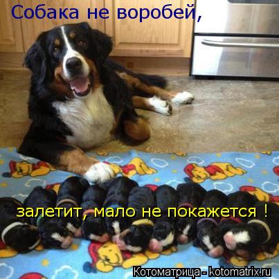 Котоматрица: Собака не воробей, залетит мало не покажется  Собака не воробей,  залетит, мало не покажется !
