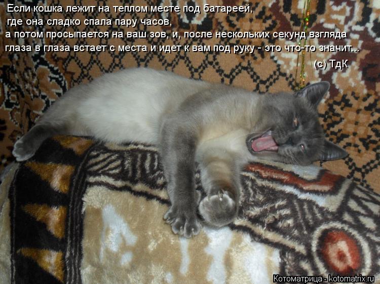 Если кошка лежит на теплом месте под батареей, где она сладко спала пару часов, а потом просыпается ... Котоматрица: Если кошка лежит на теплом месте под батареей, где она сладко спала пару часов, а потом просыпается на ваш зов, и, после нескольких секунд вз
