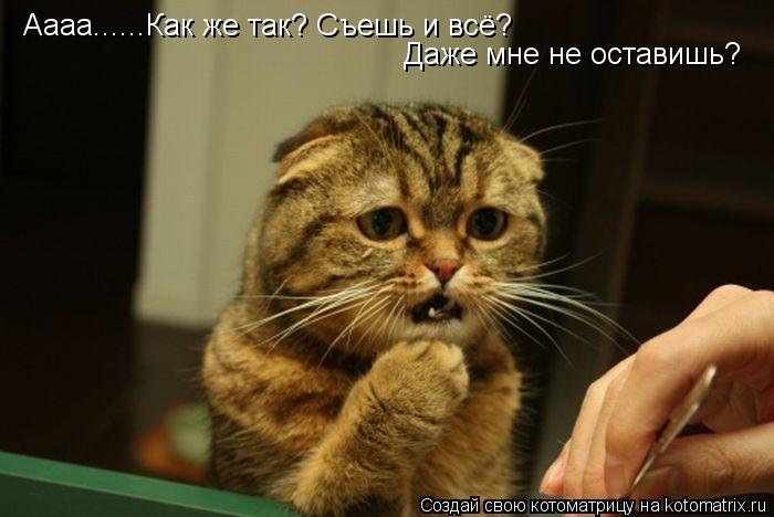 Аааа......Как же так? Съешь и всё? Даже мне не оставишь?... Котоматрица: Аааа......Как же так? Съешь и всё? Даже мне не оставишь?
