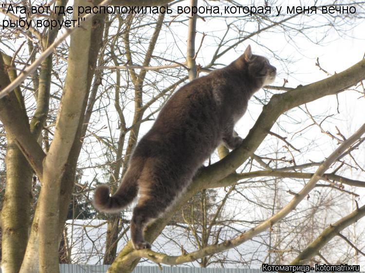 Котоматрица: "Ага,вот где расположилась ворона,которая у меня вечно рыбу ворует!"