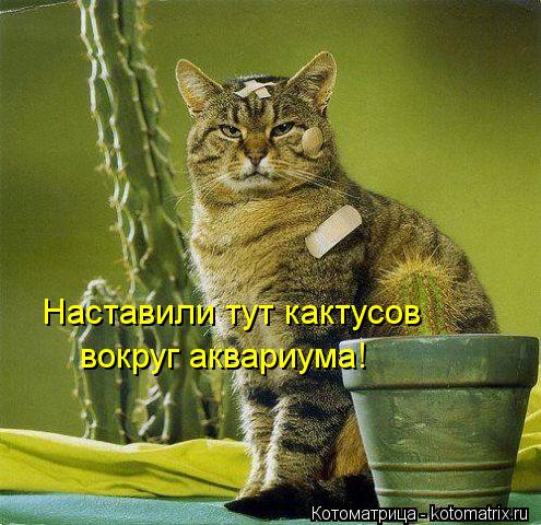 Наставили тут кактусов вокруг аквариума!... Котоматрица: Наставили тут кактусов вокруг аквариума!