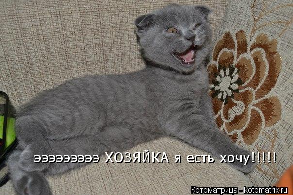 эээээээээ ХОЗЯЙКА я есть хочу!!!!!... Котоматрица: эээээээээ ХОЗЯЙКА я есть хочу!!!!!