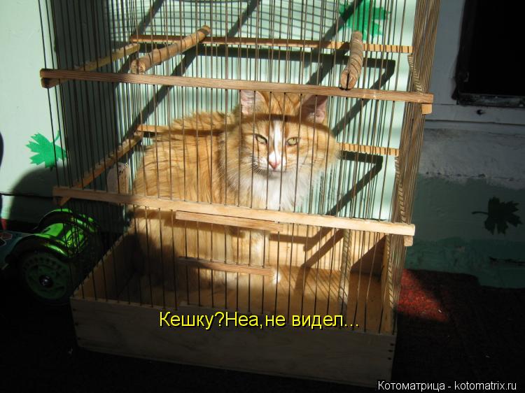 Кешку?Неа,не видел...... Котоматрица: Кешку?Неа,не видел...
