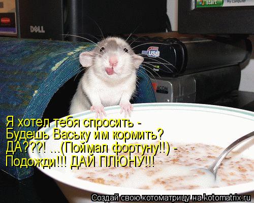 Котоматрица: Я хотел тебя спросить -  Будешь Ваську им кормить? ДА???! ...(Поймал фортуну!!) - Подожди!!! ДАЙ ПЛЮНУ!!!