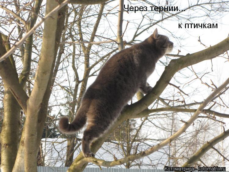 Через тернии... к птичкам... Котоматрица: Через тернии... к птичкам