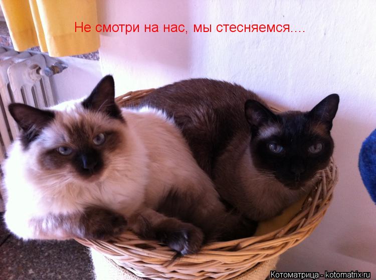 Не смотри на нас, мы стесняемся....... Котоматрица: Не смотри на нас, мы стесняемся....