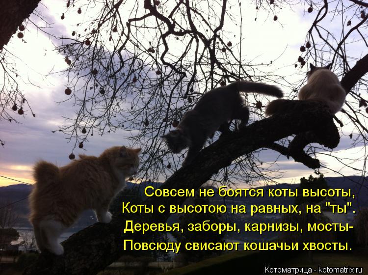 Котоматрица: Совсем не боятся коты высоты, Коты с высотою на равных, на "ты". Деревья, заборы, карнизы, мосты- Повсюду свисают кошачьи хвосты.