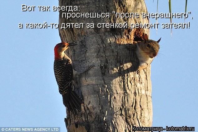 Вот так всегда: проснешься "после вчерашнего", а какой-то дятел за стенкой ремонт затеял!... Котоматрица: Вот так всегда: проснешься "после вчерашнего", а какой-то дятел за стенкой ремонт затеял!