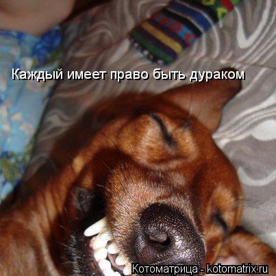 Котоматрица: Каждый имеет право быть дураком